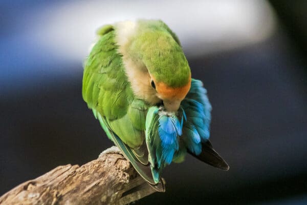 A companion Peach-faced Lovebird preens itself