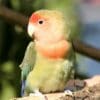 A companion Peach-faced Lovebird perches on a limb