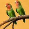 Peach-faced Lovebirds perch on a limb