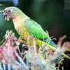 A wild Peach-fronted Conure feeds on vegetation