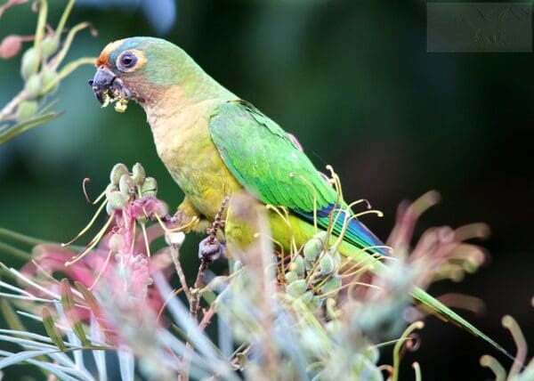 A wild Peach-fronted Conure feeds on vegetation