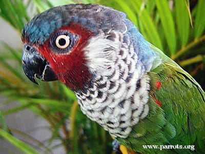 A closeup of a wild Perijá Conure