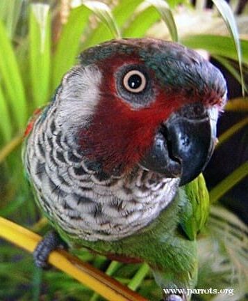 A wild Perijá Conure perches on a branch