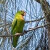 A wild Philippine Hanging Parrot perches in a tree
