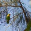 A wild Philippine Hanging Parrot perches in a tree