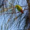 A wild male Philippine Hanging Parrot perches in a tree