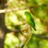 A wild female Philippine Hanging Parrot perches on a blossom