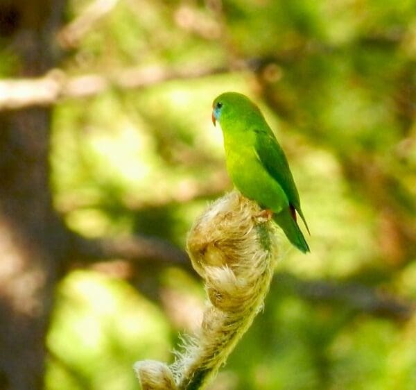 A wild female Philippine Hanging Parrot perches on a blossom