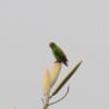 A wild Philippine Hanging Parrot perches on a leaf