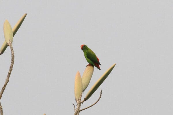 A wild Philippine Hanging Parrot perches on a leaf