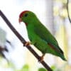 A male Philippine Hanging Parrot perches on a branch