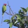 A wild male Plum-headed Parakeet perches in a tree