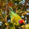 A wild male Plum-headed Parakeet feeds in a tree