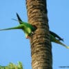A wild Plum-headed Parakeet pair clings to a nest tree
