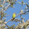 A wild female Plum-headed Parakeet perches in a tree
