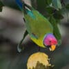 A wild male Plum-headed Parakeet feeds on fruit