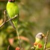 Wild Plum-headed Parakeets, male left, female right, perch in a tree