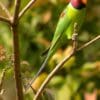 A wild male Plum-headed Parakeet perches on a branch