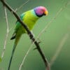 A wild male Plum-headed Parakeet perches on a branch