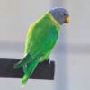 A wild female Plum-headed Parakeet perches on a fence