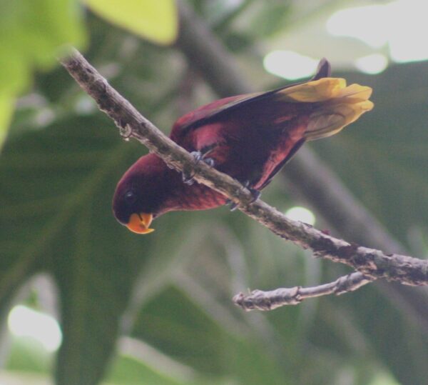 A wild Pohnpei Lorikeet perches on a branch