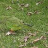 A wild female Princess Parrot forages on the ground