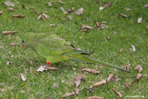 A wild female Princess Parrot forages on the ground