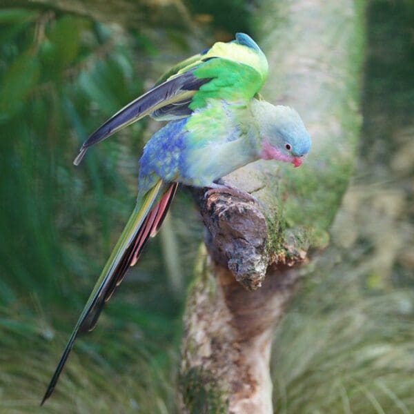 A Princess Parrot perches on a limb