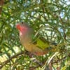 A wild Princess Parrot perches in a tree