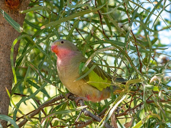 A wild Princess Parrot perches in a tree
