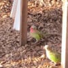 Princess Parrots, male left, female right, forage on the floor of an enclosure