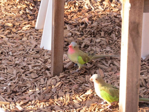 Princess Parrots, male left, female right, forage on the floor of an enclosure