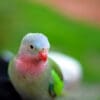 A closeup of a Princess Parrot