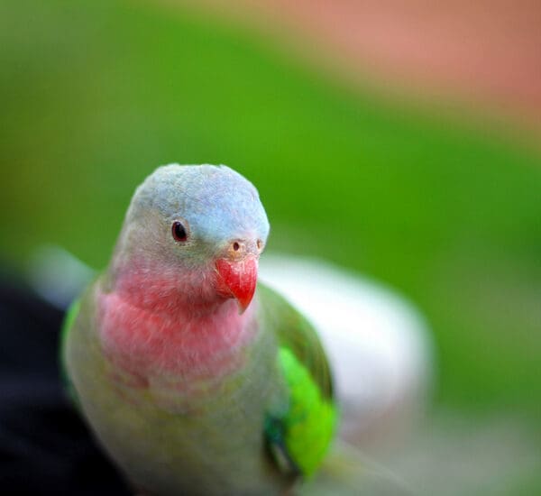A closeup of a Princess Parrot