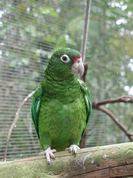 A Puerto Rican Amazon at Rio Abajo