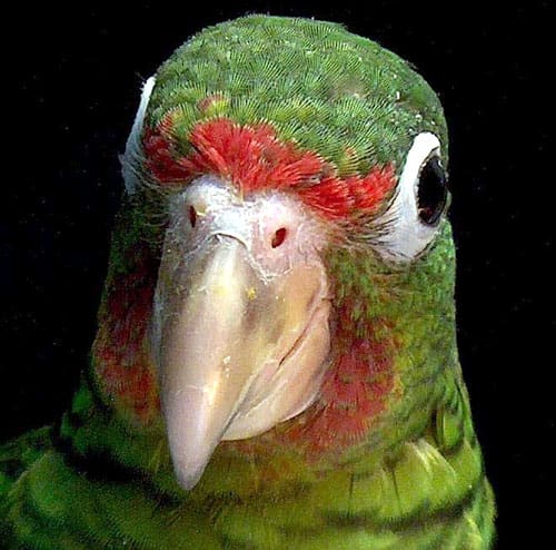 A closeup of a wild Puerto Rican Amazon