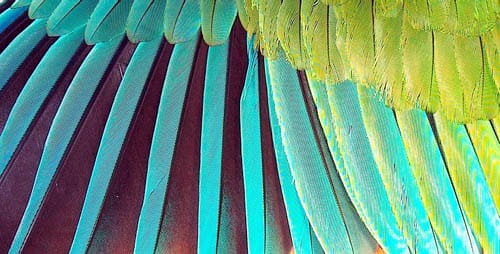 A closeup of a Puerto Rican Amazon wing