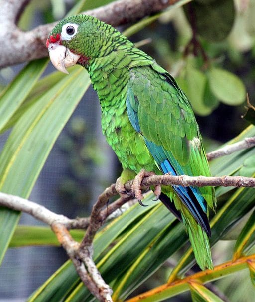 A Puerto Rican Amazon perches in an enclosure at a breeding-for-release program