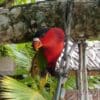 A Purple-bellied Lory clings to a branch