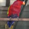 A companion Purple-bellied Lory perches in an enclosure