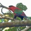 A wild Purple-bellied Lory perches on a limb