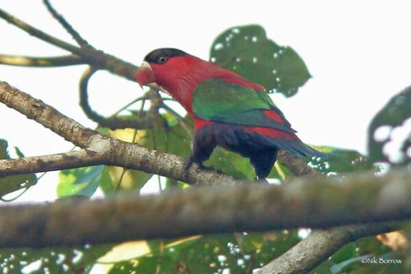A wild Purple-bellied Lory perches on a limb