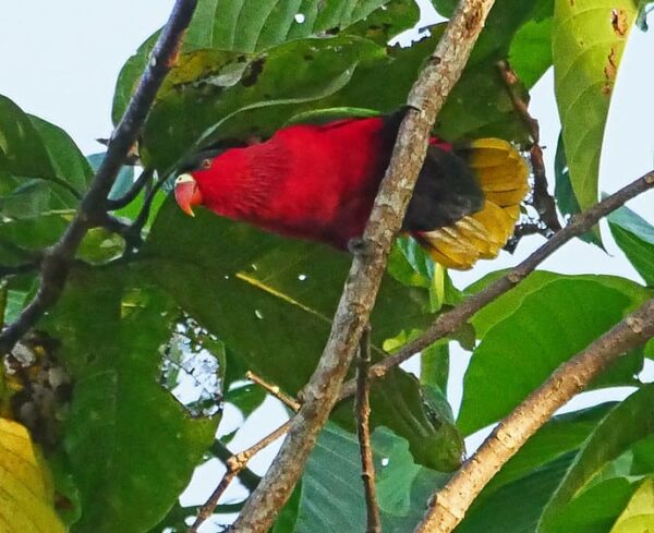 A wild Purple-bellied Lory perches in a tree