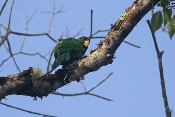 A wild Purple-bellied Parrot perches in a tree