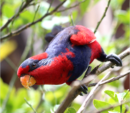 Red-and-blue Lories: Field Research