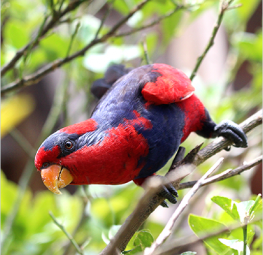 Red-and-blue Lories: Field Research