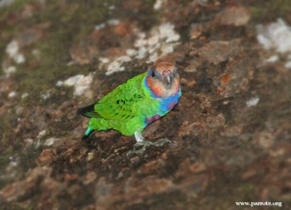 A wild male Red-breasted Pygmy Parrot clings to a tree trunk