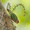 A wild male Red-breasted Pygmy Parrot creeps along a tree trunk