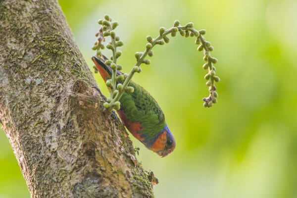 A wild male Red-breasted Pygmy Parrot creeps along a tree trunk