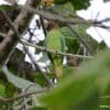 A wild female Red-cheeked Parrot perches on a branch